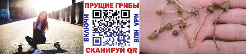 как найти наркотики  Куровское  Галлюциногенные грибы GOLDEN TEACHER 